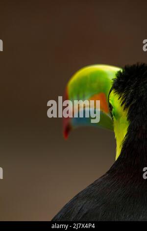 Toucan (Ramphastos sulfuratus) con fattura di chiglia che mostra il becco colorato, Colombia Foto Stock