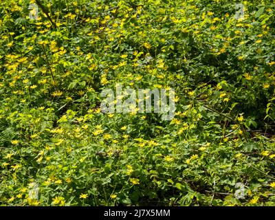 Celandine, ficaria verna, nel bosco vicino Llangefni, Anglesey, Galles, Regno Unito. Foto Stock