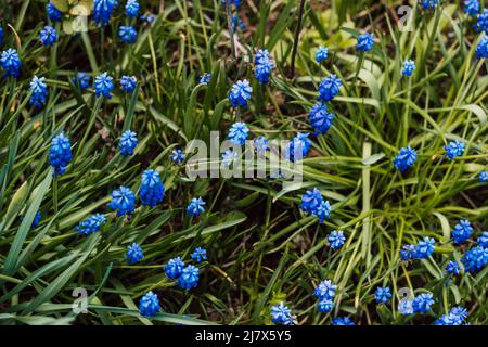 Piccoli fiori di primavera blu per sfondo di primavera Foto Stock