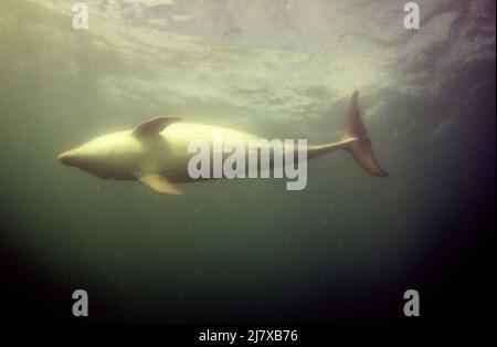 Bottle Nose Dolphin, Tursiops truncatus, Simo è stato un delfino giovanile solitario selvaggio che gioca con il pubblico dal villaggio di Solva South Wales in1984. Foto Stock