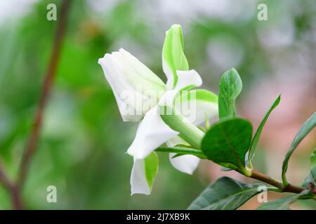 Primo piano gardenia jasminoides fiore fioritura nel giardino Foto Stock