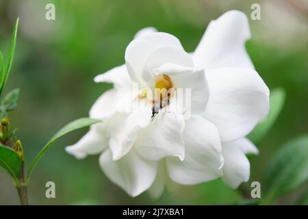 Primo piano gardenia jasminoides fiore fioritura nel giardino Foto Stock