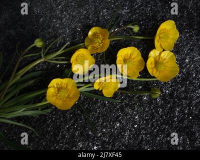 Engsoleie,Ranunculus Acris,Lamsehke,Smørblomst,Tall Buttercup,Sólja,Meadow Buttercup,Common Buttercup,Bidende ranunkel,Giant Buttercup,Smörblomma, Foto Stock