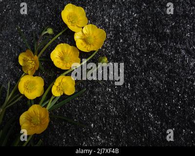 Engsoleie,Ranunculus Acris,Lamsehke,Smørblomst,Tall Buttercup,Sólja,Meadow Buttercup,Common Buttercup,Bidende ranunkel,Giant Buttercup,Smörblomma, Foto Stock