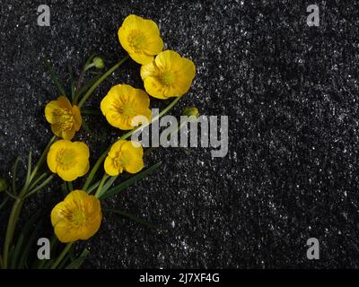 Engsoleie,Ranunculus Acris,Lamsehke,Smørblomst,Tall Buttercup,Sólja,Meadow Buttercup,Common Buttercup,Bidende ranunkel,Giant Buttercup,Smörblomma, Foto Stock