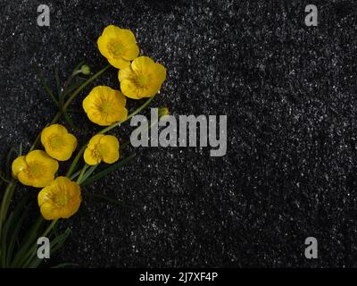 Engsoleie,Ranunculus Acris,Lamsehke,Smørblomst,Tall Buttercup,Sólja,Meadow Buttercup,Common Buttercup,Bidende ranunkel,Giant Buttercup,Smörblomma, Foto Stock