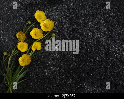 Buttercup con i suoi gambi lunghi, ben disposti su una piastra di pietra nera. Foto Stock