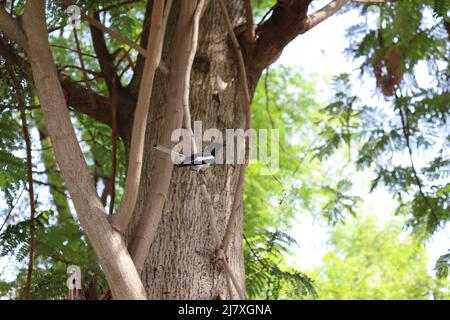 Oriental Magpie Robin uccello su albero Foto Stock