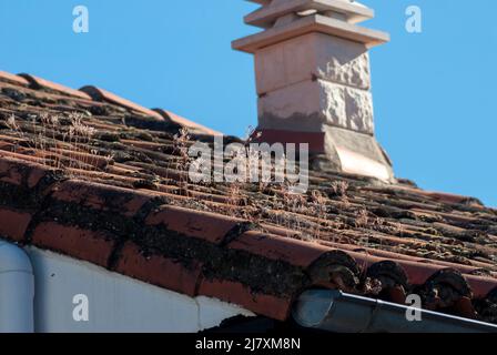 Erbacce su tetto di tegole, con camino e cielo blu, pulito per evitare l'acqua Foto Stock