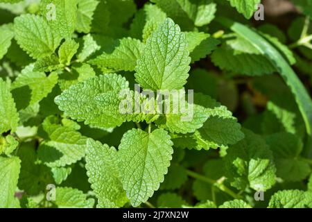 Pianta erbacea perenne nella famiglia della menta - balsamo al limone (Melissa officinalis) nel letto giardino Foto Stock