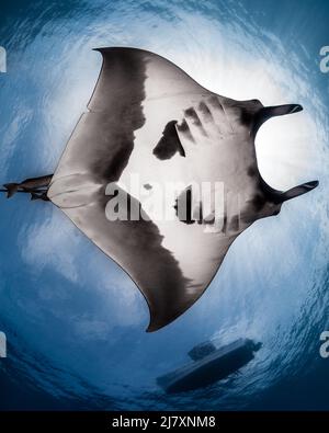 Manta Ray gigante del Pacifico (Mobula Birostris) a la Reina, Mare di Cortez, Baja California sur, Messico Foto Stock