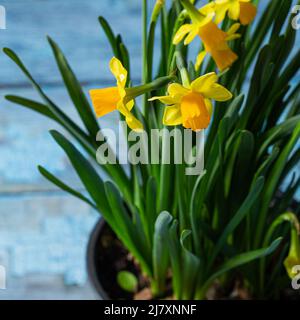 Narciso giallo pianta in fiore con fiori gialli su sfondo blu ancora da vicino Foto Stock