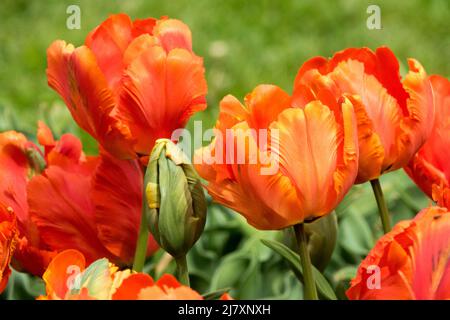 Tulipani 'Flower Power' Red Parrot Tulip Foto Stock