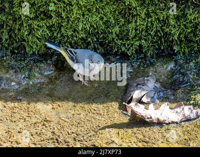 Una giovane Wagging Grey Wagtail, Motacilla cinerea, nel flusso di uscita di Switland Reservoir, Leicestershire, Regno Unito. Foto Stock