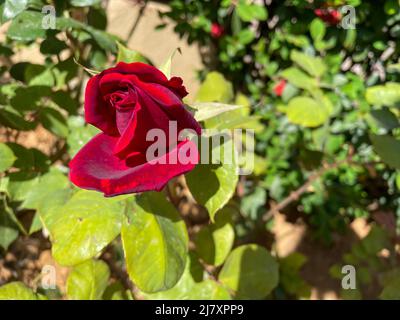 Primo piano di rosso bud rosa con sfondo verde sfocato, rosso rose cespuglio fioritura nel giardino soleggiato Foto Stock