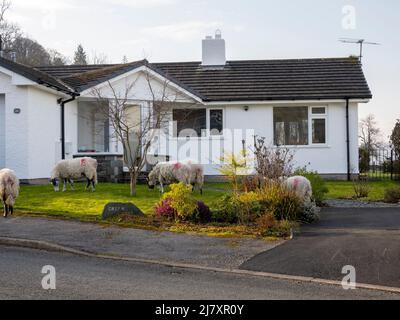 Un gregge di pecore fuggite girovagando intorno ai rads ed ai giardini ad Ambleside, Lake District, Regno Unito. Foto Stock