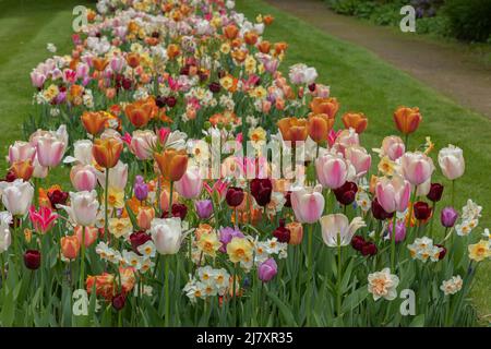 Un lungo letto di fiori con tulipani, narcisi e altri fiori primaverili che sono in fiore e sono luminosi e vibranti Foto Stock