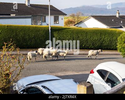 Un gregge di pecore fuggite girovagando intorno ai rads ed ai giardini ad Ambleside, Lake District, Regno Unito. Foto Stock