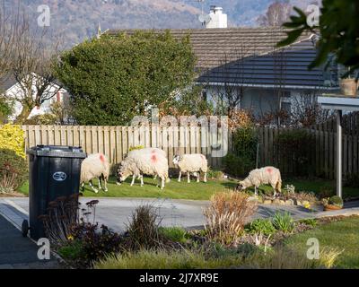 Un gregge di pecore fuggite girovagando intorno ai rads ed ai giardini ad Ambleside, Lake District, Regno Unito. Foto Stock