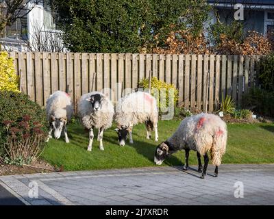 Un gregge di pecore fuggite girovagando intorno ai rads ed ai giardini ad Ambleside, Lake District, Regno Unito. Foto Stock