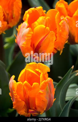 Tulipani 'Prinses Irene' Tulipa Parrot fiore di tulipani 'Irene Parrot' Foto Stock