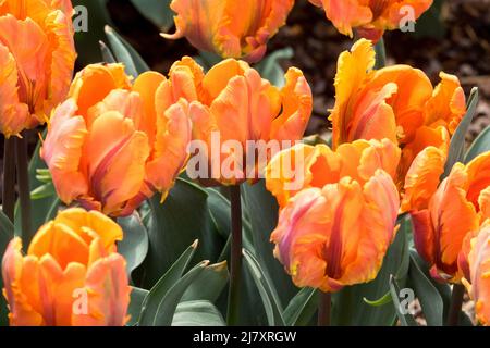 Tulipani 'Prinses Irene' Parrot Gruppo di tulipani 'Irene Parrot' Foto Stock