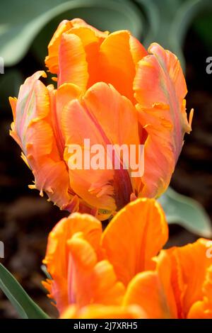 Tulipani arancioni Tulipa 'Prinses Irene' Parrot Gruppo di tulipani 'Irene Parrot' Foto Stock