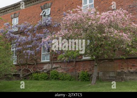 Vecchia pianta di gliceria viola appoggiata contro un muro accanto ad un albero di ciliegio rosa e vibrante entrambe le piante sono in fiore Foto Stock