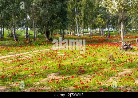 Vista di alberi di eucalipto e campi di fiori di anemone rosso, deserto del Negev settentrionale, Israele meridionale, Darom Adom Festival. Foto di alta qualità Foto Stock