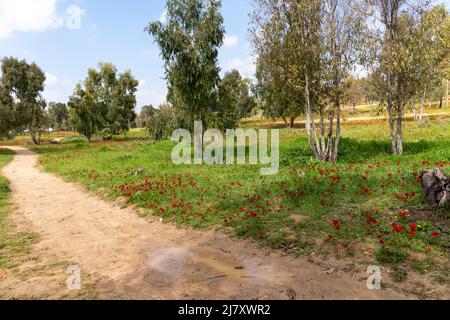 Vista di alberi di eucalipto e campi di fiori di anemone rosso, deserto del Negev settentrionale, Israele meridionale, Darom Adom Festival. Foto di alta qualità Foto Stock