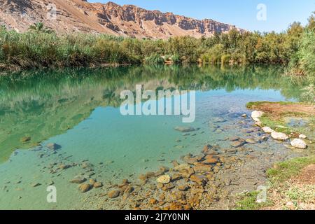 Un'oasi vicino al Mar Morto. Una riserva naturale tropicale nel deserto. Einot Tsukim, Ein Feshkha. Foto di alta qualità Foto Stock