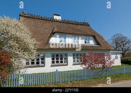 Casa di paglia, Falshöft, Gelting Bay, Schleswig-Holstein, Germania Foto Stock