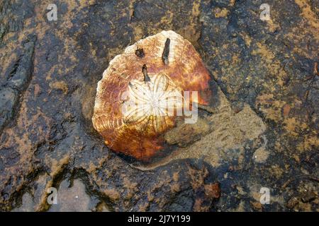 Ricci di mare fossili (Echinoidea) in rocce e sabbia marina: Famiglia: Echinocorys Foto Stock