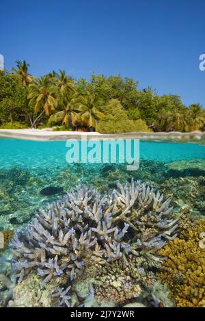 Immagine divisa, sopra sotto, barriera corallina di fronte ad un'isola delle maldive, Maldive, Oceano Indiano, Asia Foto Stock