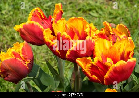 Tulipani 'Bright Parrot' Tulipano giallo Rosso Parrot Foto Stock