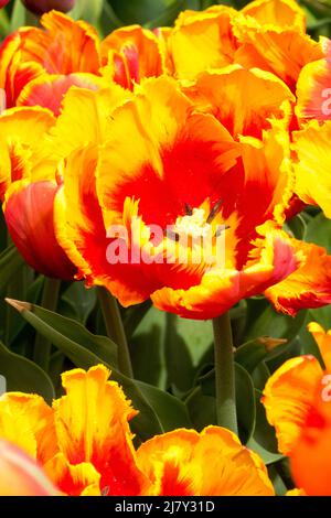 Tulipani 'Bright Parrot' Tulipano giallo Rosso Parrot Foto Stock