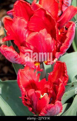 Tulipani rossi 'Rococo' Parrot Tulip, Tulipa Foto Stock