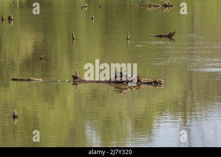 Madre legno anatra controllare i suoi bambini su un ceppo in acqua nel mezzo delle zone umide telefoto girato in una giornata di sole in primavera Foto Stock