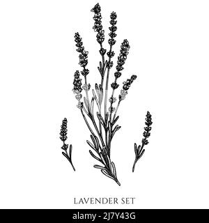 Collezione di illustrazioni vettoriali delle erbe del tè. Lavanda bianca e nera. Illustrazione Vettoriale