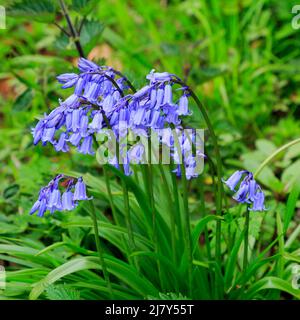Piccolo gruppo di Bluebells in fiore Foto Stock