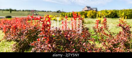 Bella vista panoramica paesaggio luminoso di colorati cespugli di thunberg rosso barbacca che crescono nel giardino ornamentale inglese parco contro villa blu maison Foto Stock
