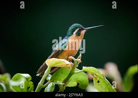 Gemma montagnosa bianca femminile o gemma montagnosa bianca (Lampornis castaneoventris), San Gerardo de Dota, Costa Rica, America Centrale Foto Stock