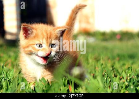 Il gattino zenzero si mea nell'erba. Messa a fuoco selettiva Foto Stock