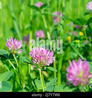 Trifoglio rosso fiorito, Trifolium pratense, primo piano Foto Stock
