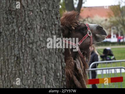 I cammelli Leia e Smilla hanno agito da costruttori di ponti durante il Festival della Cultura Araba nel Motala City Park il sabato. Nel comune di Motala ci sono tra i 2.500 e i 3.000 abitanti di lingua araba. La maggior parte proviene da Iraq, Libano e Siria. La cultura araba esiste accanto al patrimonio culturale svedese. Lo scopo del festival del sabato era quello di mettere in risalto la cultura araba attraverso il cibo, la musica, la danza, l'abbigliamento e la letteratura. Foto Stock