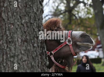 I cammelli Leia e Smilla hanno agito da costruttori di ponti durante il Festival della Cultura Araba nel Motala City Park il sabato. Nel comune di Motala ci sono tra i 2.500 e i 3.000 abitanti di lingua araba. La maggior parte proviene da Iraq, Libano e Siria. La cultura araba esiste accanto al patrimonio culturale svedese. Lo scopo del festival del sabato era quello di mettere in risalto la cultura araba attraverso il cibo, la musica, la danza, l'abbigliamento e la letteratura. Foto Stock