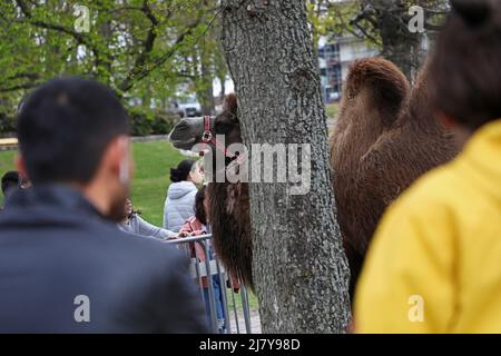 I cammelli Leia e Smilla hanno agito da costruttori di ponti durante il Festival della Cultura Araba nel Motala City Park il sabato. Nel comune di Motala ci sono tra i 2.500 e i 3.000 abitanti di lingua araba. La maggior parte proviene da Iraq, Libano e Siria. La cultura araba esiste accanto al patrimonio culturale svedese. Lo scopo del festival del sabato era quello di mettere in risalto la cultura araba attraverso il cibo, la musica, la danza, l'abbigliamento e la letteratura. Foto Stock