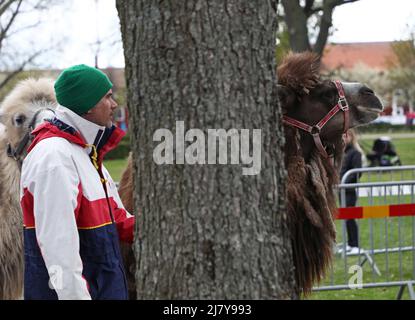 I cammelli Leia e Smilla hanno agito da costruttori di ponti durante il Festival della Cultura Araba nel Motala City Park il sabato. Nel comune di Motala ci sono tra i 2.500 e i 3.000 abitanti di lingua araba. La maggior parte proviene da Iraq, Libano e Siria. La cultura araba esiste accanto al patrimonio culturale svedese. Lo scopo del festival del sabato era quello di mettere in risalto la cultura araba attraverso il cibo, la musica, la danza, l'abbigliamento e la letteratura. Foto Stock