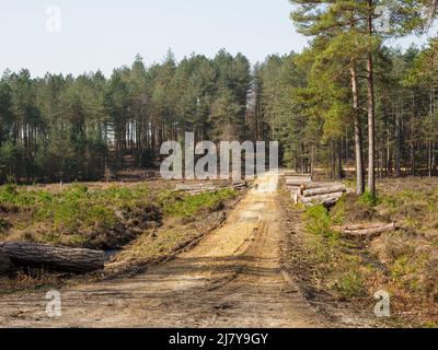 Forestry Road, The New Forest, Hampshire, Regno Unito Foto Stock