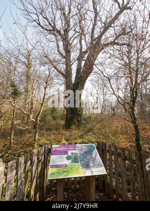 Sentiero per la quercia Knightwood, conosciuta anche come la "Regina della foresta" e che ha più di 500 anni. The New Forest, Hampshire, Regno Unito Foto Stock